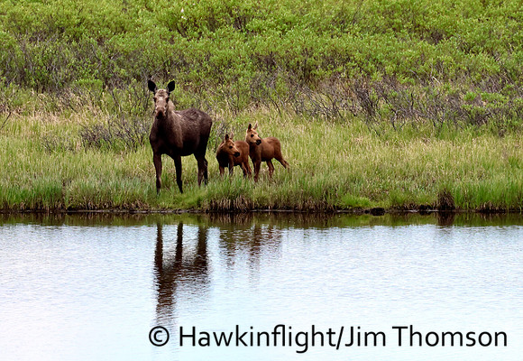 Moose