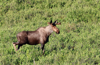 Moose