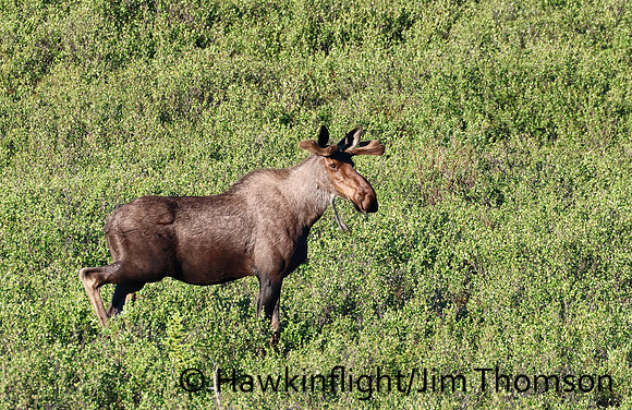 Moose