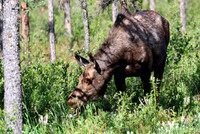 Moose