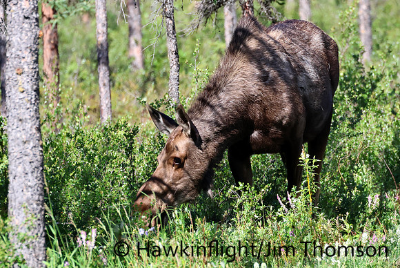 Moose