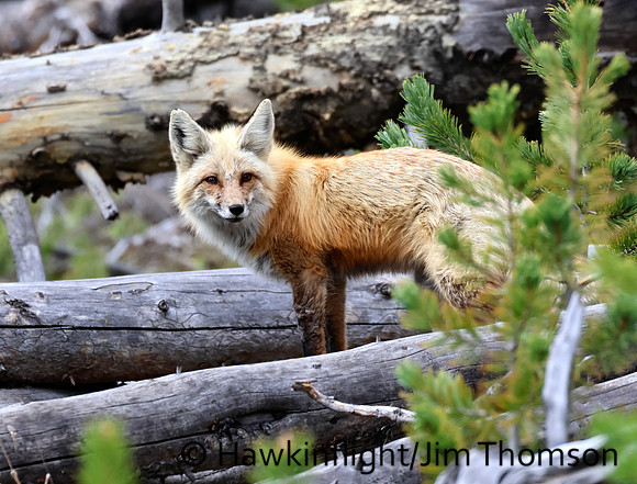 Red Fox