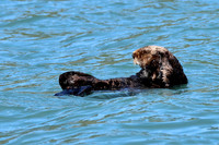 Sea Otter