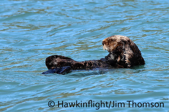 Sea Otter