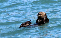 Sea Otter
