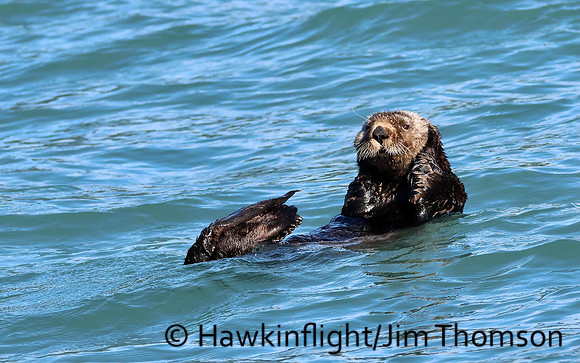 Sea Otter