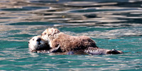 Sea Otter