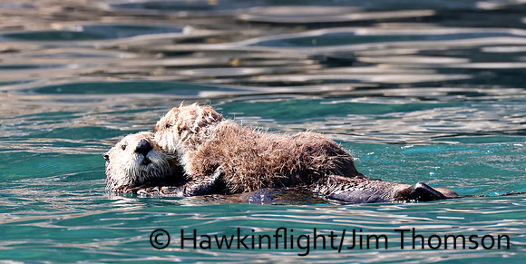 Sea Otter