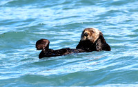 Sea Otter