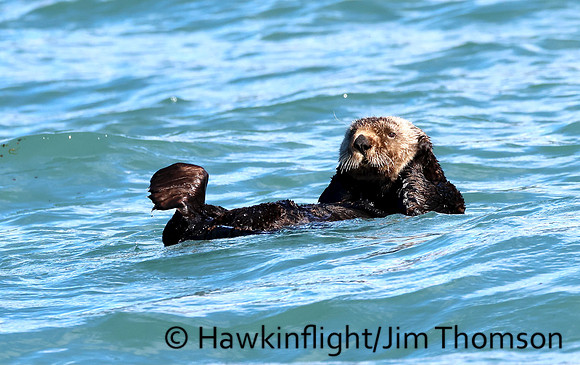 Sea Otter