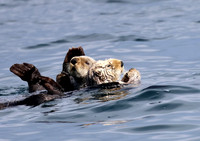 Sea Otter