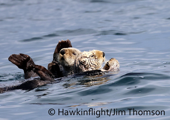 Sea Otter