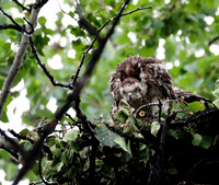 American Goshawk