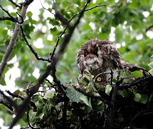American Goshawk