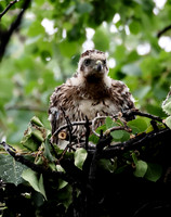 American Goshawk