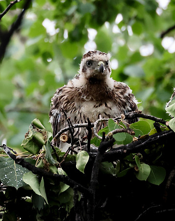 American Goshawk