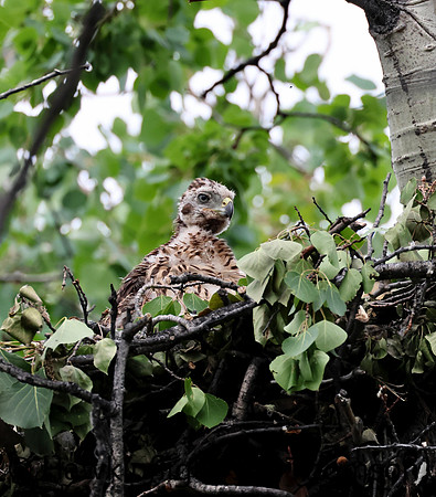 American Goshawk