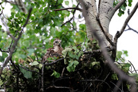 American Goshawk