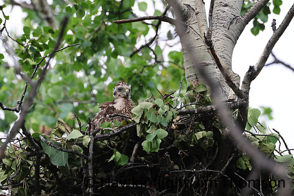 American Goshawk