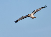 Northern Harrier