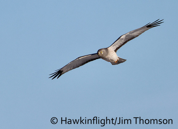 Northern Harrier