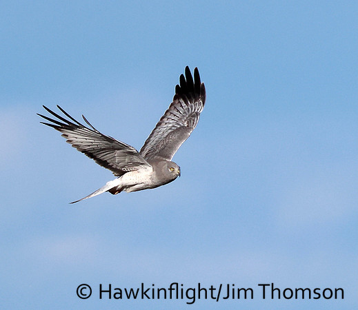 Northern Harrier