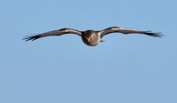 Northern Harrier