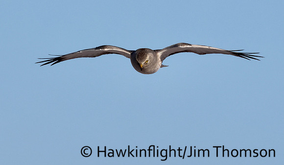 Northern Harrier