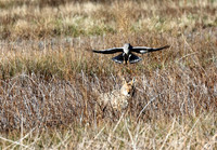 Northern Harrier