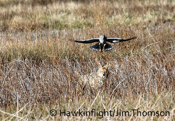 Northern Harrier
