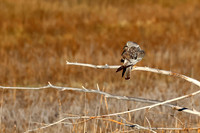 Northern Harrier
