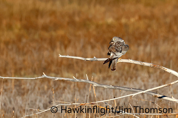 Northern Harrier
