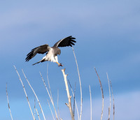 Northern Harrier