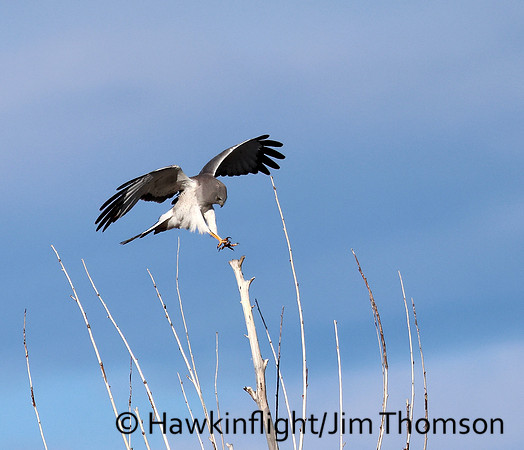 Northern Harrier