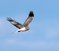 Northern Harrier