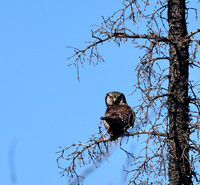 Northern Hawk Owl