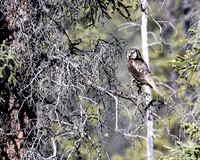 Northern Hawk Owl