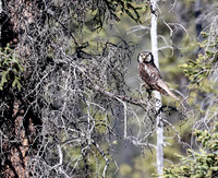 Northern Hawk owl