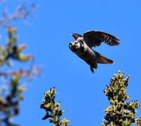 Northern Hawk Owl