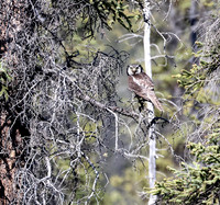 Northern Hawk Owl