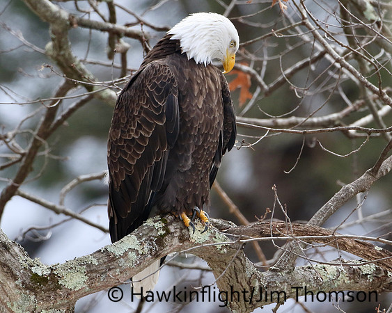 Bald Eagle