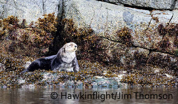 Sea Otter