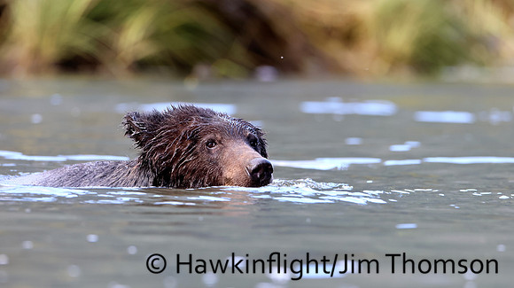 Grizzly Bear