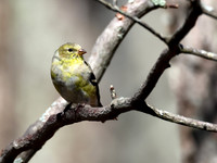 American Goldfinch