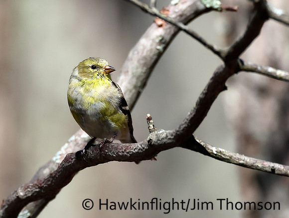 American Goldfinch
