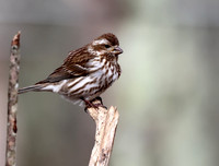 Purple Finch
