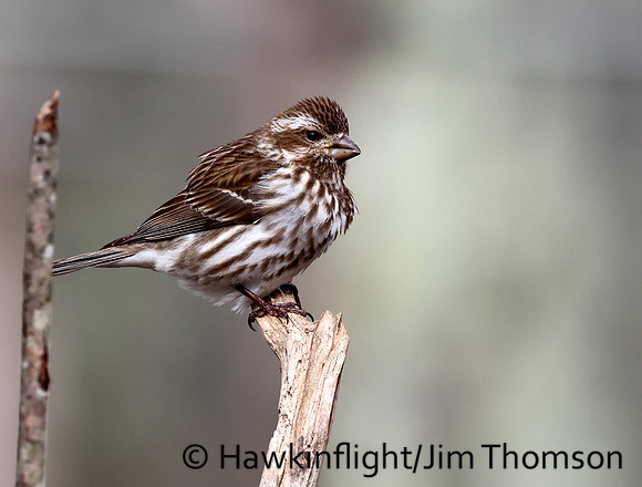 Purple Finch