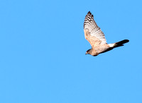 Cooper's Hawk
