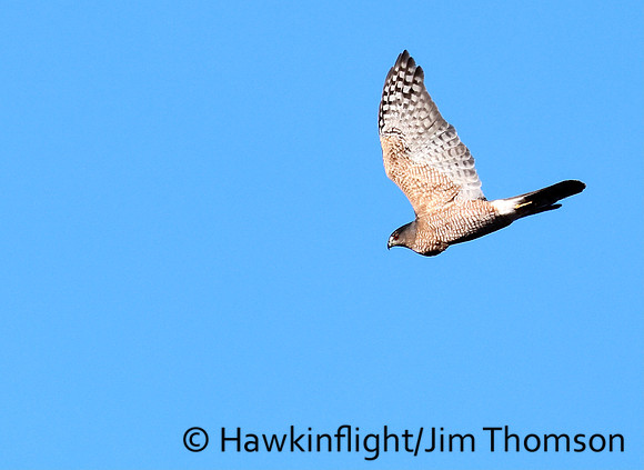 Cooper's Hawk