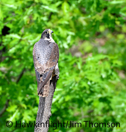 Peregrine Falcon